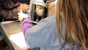 Castración y vacunación antirrábica gratuita