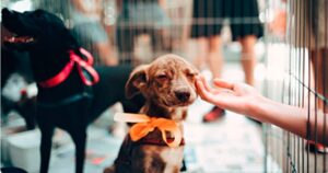 Animales BA: Perros y Gatos, la web de la Ciudad para el cuidado de las mascotas